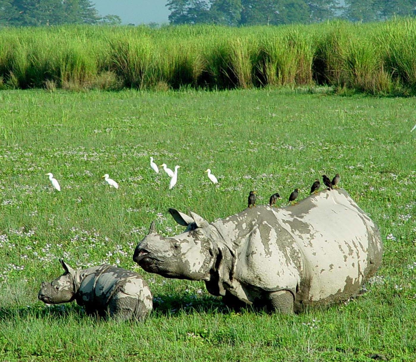 SHORT ESCAPE TO WILDLIFE